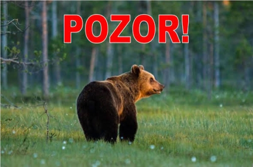 Medveď hnedý - upozornenie