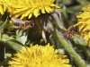Upozornenie pre včelárov