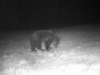 V Ľubovnianskej vrchovine sa pohybuje medveď
