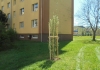 Jarná výsadba stromov na plochách verejnej  zelene