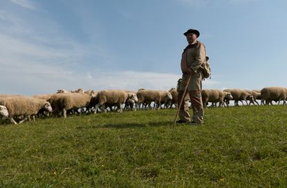 Poklad zo Spišskej Magury: V Litmanovej zachraňujú vzácne slovenské plemeno oviec